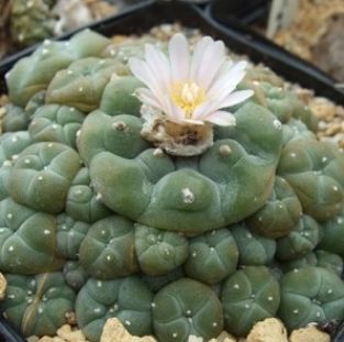 Lophophora williamsii | caespitosa